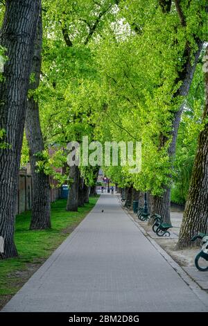 Bicycle morning tour in a beautiful spring day exploring  the lovely city of Bruges with my camera to capture this symmetrical pathway flanked  trees. Stock Photo