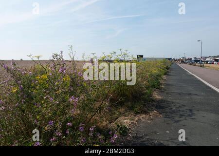 The cycle path which runs along the front from Deal to Walmer and Kingsdown, Kent, UK Stock Photo
