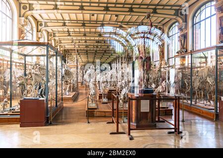 Gallery of Paleontology and Comparative Anatomy in Museum of Natural History Stock Photo