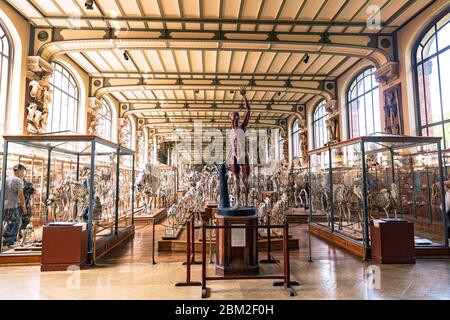 Gallery of Paleontology and Comparative Anatomy in Museum of Natural History Stock Photo
