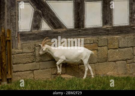 half timbered house countrysice germany Stock Photo