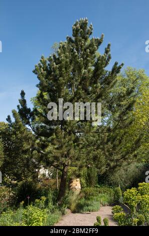 Spring Foliage of a Bosnian Pine Tree (Pinus heldreichii 'Satellit') in a Woodland Garden in Rural Devon, England, UK Stock Photo