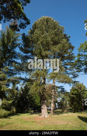 Bosnian Pine Tree (Pinus heldreichii) in a Woodland Landscape in Rural West Sussex, England, UK Stock Photo