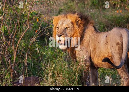 Elderly Male lion in the wild Stock Photo