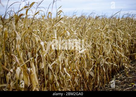 Dry Corn maize ready for harvesting in the Autumn  Stock Photo
