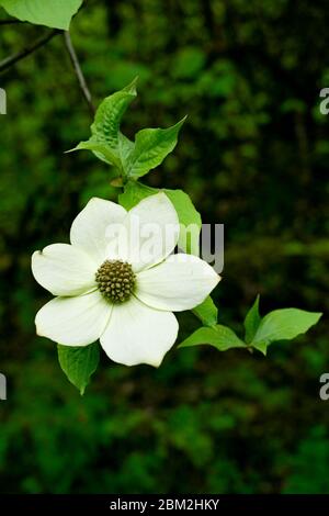 Pacific dogwood tree flowers, British Columbia, Canada Stock Photo