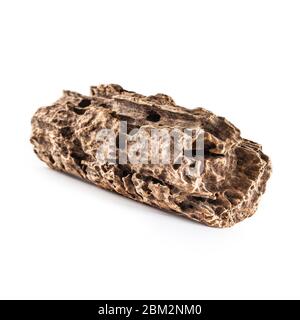 Mangrove root to the aquarium isolated on white background. Stock Photo