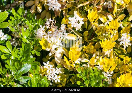 A Mexican Orange plant, Choisya ternata 'sundance', with leaves beginning to revert from yellow to their natural green colour. Stock Photo