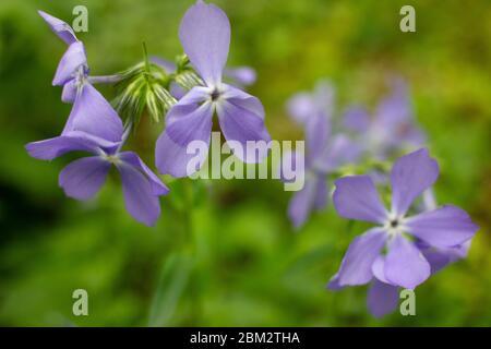 Violet flowers in the forest. Close-up of purpule little wildflowers growing on the spring lawn. Natural floral background Stock Photo
