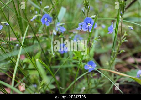 Little blue flowers in the spring forest. Veronica chamaedrys, the germander speedwell, bird's-eye speedwell, or cat's eyes medical plant Stock Photo
