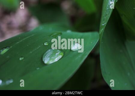 Raindrops on a leaf. Green leaves natural background. Lily of the valley (Convallaria majalis) in the spring forest after the rain. Top view. Stock Photo