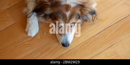 Cute greek shepherd dog looking at the camera, white and brown color, wooden floor background. Friendly domestic pet, closeup view Stock Photo