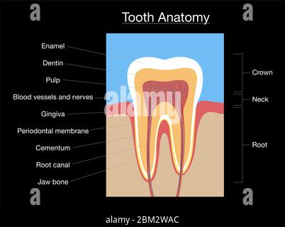 Tooth anatomy, medical labeled cross section chart with enamel, dentin, pulp, gingiva, blood vessels and nerves - illustration on black background. Stock Photo