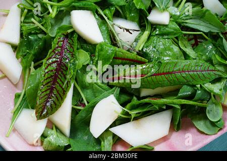 Mixed pear and green salad including leaves of blood dock red sorrel plant rumex sanguineus Stock Photo