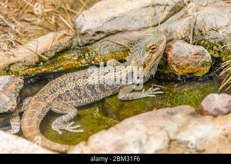 Central bearded dragon in the aquarium of Berlin Zoo, Germany Stock Photo