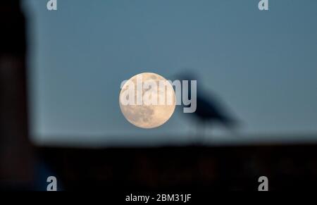 Brighton UK 6th May 2020 - A seagull on a rooftop in Brighton watches the third and final supermoon of the year known as the Flower Moon rising in the sky during the Coronavirus COVID-19 pandemic crisis .  . Credit: Simon Dack / Alamy Live News Stock Photo