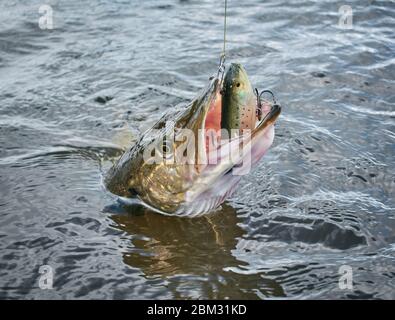 Large size Northern pike strikes softbait lure on April spring day just before spawning time on a lake in Southern Finland. Stock Photo