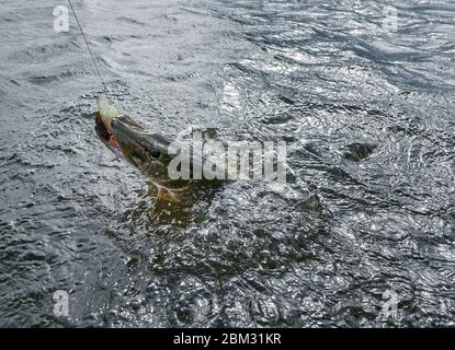 Large size Northern pike strikes softbait lure on April spring day just before spawning time on a lake in Southern Finland. Stock Photo