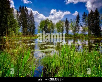 DE - BAVARIA: Pfundweiher in moorlands near Bichl (HDR-Image) Stock Photo