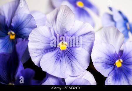 Viola plant violet flower in blossom arrangement with copy space Stock Photo