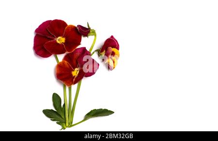 Red viola flower in blossom arrangement isolated with copy space Stock Photo