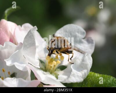 Hoverfly feeding on Apple Blossom.  Likely species Drone Fly, genus Eristalis. Stock Photo