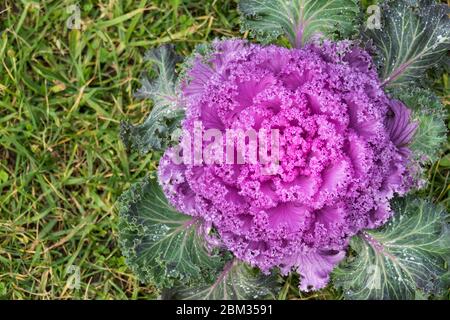 ornamental cabbage  brassica oleracea outdoors purple with grass background Stock Photo