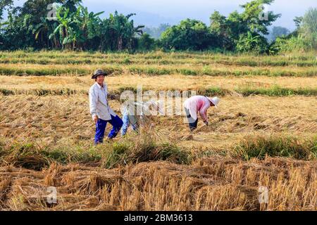 Local villagers work in a paddy field using traditional methods to cut and harvest the rice crop in fields in lush countryside, Chiang Rai, Thailand Stock Photo