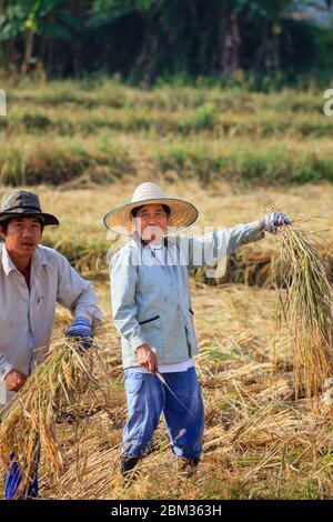 Local villagers work using traditional methods to cut and harvest the ripe rice crop in fields near Chiang Rai, Thailand Stock Photo