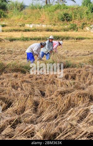 Local villagers work in a paddy field using traditional methods to cut and harvest the rice crop in fields in lush countryside, Chiang Rai, Thailand Stock Photo