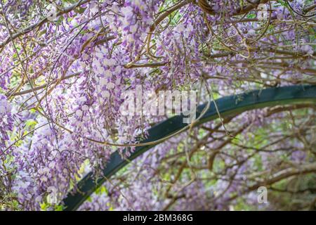 natural background with spring flowers Stock Photo