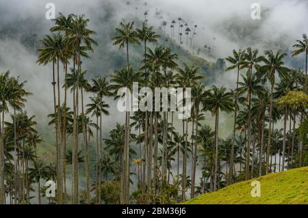 Wax Palm Trees in Cocora Valley Colombia Salento cloud forest tall misty Stock Photo