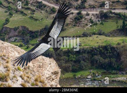 Flying Andean Condor in Peru soaring over cliffs, biggest bird in the world, largest wingspan Stock Photo