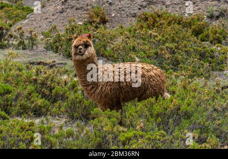Alpaca in the Peruvian Andes looking cute Stock Photo