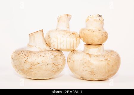 Champignons are laid out in a pyramid. 4 fresh mushrooms. Whole mushrooms, close view. Fresh mushrooms isolated. Ingredients for food. Idea for a blog Stock Photo