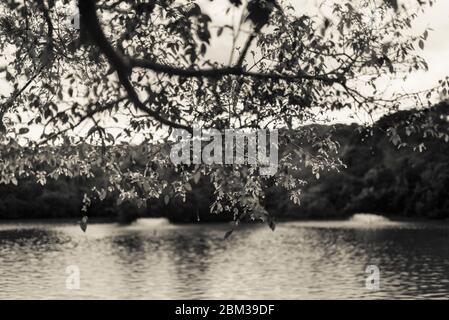 Pouring rain over the lake with a tree in the foreground, in monochrome Stock Photo