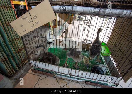 Tuaran Malaysia 6 May 2020 Goose for sale at pet shop Stock