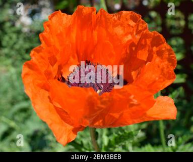 A red poppy flower in the foreground. Its center is dark and surrounded by numerous stamens. The flower is set among green leaves and stems, Stock Photo