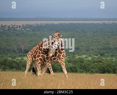 Two old bull Reticulated Giraffes (Giraffa camelopardis reticulata) fight over right to mate with female -Ol Pejeta Conservancy,Laikipia,Kenya, Africa