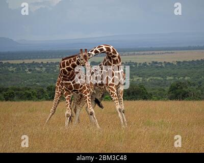 Two old bull Reticulated Giraffes (Giraffa camelopardis reticulata) fight over right to mate with female -Ol Pejeta Conservancy,Laikipia,Kenya, Africa