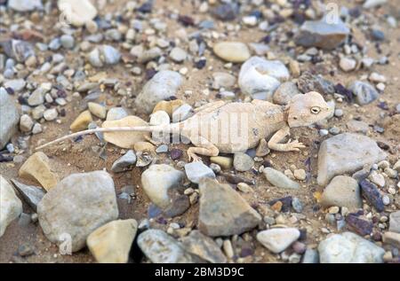 Pale Agama (Trapelus pallidus), Negev Desert, Israel Stock Photo