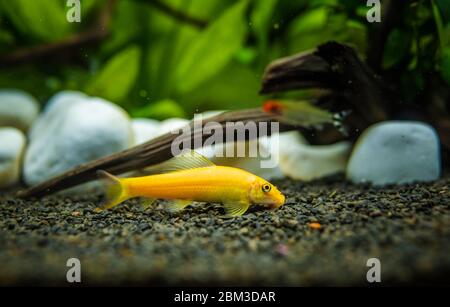 Yellow chinese algaey eater - Gyrinocheilus in aquariun Stock Photo