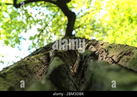 Bumpy, cracked tree bark close up, from ground to the top, showing light green tree top in background, backlit by gentle, spring sun from above Stock Photo