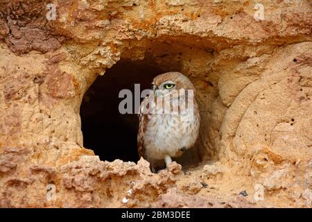 Little owl, Athene noctua