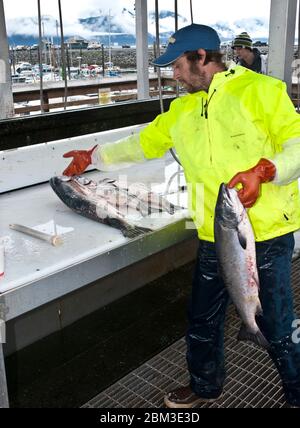 Salmon fish cleaning in Alaska Stock Photo