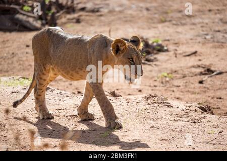 One lion walks through the savannah in Kenya Stock Photo