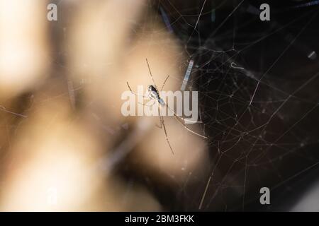 Filmy Dome Spider on Web in Springtime Stock Photo