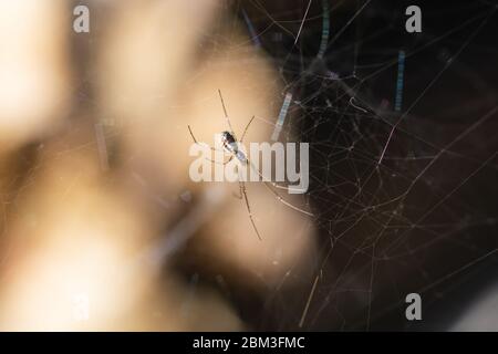 Filmy Dome Spider on Web in Springtime Stock Photo