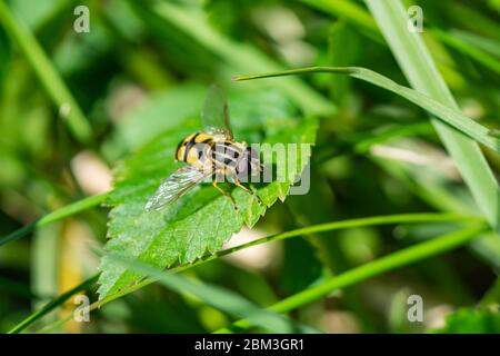Narrow Headed Marsh Fly on Leaf Stock Photo