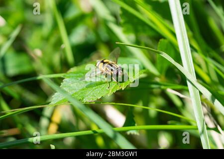 Narrow Headed Marsh Fly on Leaf Stock Photo
